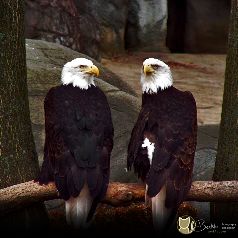 Two bald eagles perched on a tree limb