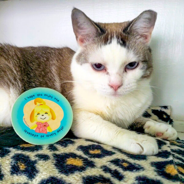 A brown and white cat with blue eyes, sitting with a sticker featuring Isabelle from Animal Crossing: New Horizons that says, "I hope you enjoy the loveliest of lovely days!"